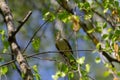 Colorful greenfinch bird Chloris chloris singing in Springtime Royalty Free Stock Photo