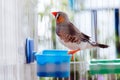 Portrait of a colorful grey bird zebra finch, Taeniopygia guttata, sitting in a cage on a balcony and eating, native australian Royalty Free Stock Photo