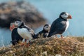 Colorful group of beautiful puffin birds from Iceland, shot on a sunny day. Frontal view on a green ledge
