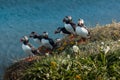 Colorful group of beautiful puffin birds from Iceland, shot on a sunny day. Frontal view on a green ledge