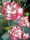 A colorful group of carnations flowers closeup pic Royalty Free Stock Photo