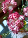 A colorful group of carnations flowers closeup pic Royalty Free Stock Photo