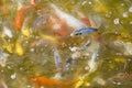 Koi carp in a muddy pool Royalty Free Stock Photo