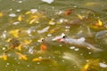 Koi carp in a muddy pool Royalty Free Stock Photo