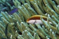 Colorful grouper fish in coral