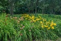 Colorful grouping of daylilies Royalty Free Stock Photo