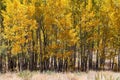 Colorful grove of aspen trees with yellow leaves in a Colorado mountain landscape Royalty Free Stock Photo