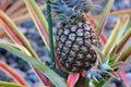 Colorful Growing Pineapple in Hawaii