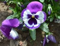 Colorful Growing Wild Violet Plants