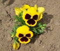 Colorful Growing Wild Violet Plants