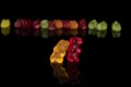 Colorful gummy bear isolated on black glass Royalty Free Stock Photo