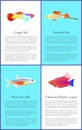 Colorful Guppy and Swordtail Fishes Vector Posters