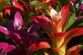 Colorful Guzmania lingulata flowers as a background.Bromelias in a greenhouse or flowerbed.Scarlet star plants.