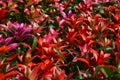 Colorful Guzmania lingulata flowers as a background.Bromelias in a greenhouse or flowerbed.Scarlet star plants. Royalty Free Stock Photo
