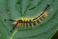 Caterpillar of Whitemarked tussock moth on leaf close up Royalty Free Stock Photo