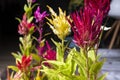 Colorful hairy flowers on a cockscomb decoration plant in bloom