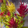 Colorful hairy flowers on a cockscomb plant in bloom