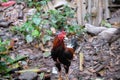 A colorful hairy rooster looking for food in the backyard.