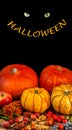 Colorful Halloween postcard with orange pumpkins, berries and nuts and a smile with scary animal beast eyes at black background Royalty Free Stock Photo