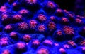 Halloween Screamer Chalice coral in macro shot  Echinophyllia sp. Royalty Free Stock Photo