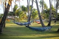 Colorful hammocks in the middle of a lawn with coconut trees. Royalty Free Stock Photo