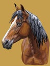 Colorful hand drawing Horse portrait-10 Royalty Free Stock Photo