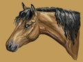 Colorful hand drawing Horse portrait-1 Royalty Free Stock Photo