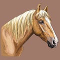 Colorful hand drawing Horse portrait-7 Royalty Free Stock Photo