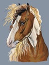 Colorful hand drawing Horse portrait-3 Royalty Free Stock Photo