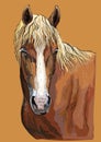 Colorful hand drawing Horse portrait-4 Royalty Free Stock Photo