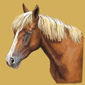 Colorful hand drawing Horse portrait-8 Royalty Free Stock Photo