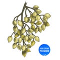 Hand drawn branch of pistachio tree. Royalty Free Stock Photo