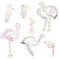 Colorful Hand Drawn Exotic Tropical Birds. Doodle Drawings of Parrot, Ostrich, Emu, Hummingbird, Hoopoe and Toucan. Sketch Style