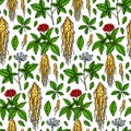 Colorful Hand drawn ginseng seamless pattern. Vector illustration in sketch style. Medicinal plant background. Botany design Royalty Free Stock Photo