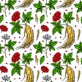 Colorful Hand drawn ginseng seamless pattern. Vector illustration in sketch style. Medicinal plant background. Botany design Royalty Free Stock Photo