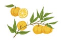 Colorful hand drawn yellow yuzu citrus vector illustration. Fresh appetizing asian fruit on branch with leaves isolated