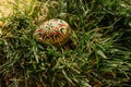 Colorful hand painted Easter eggs. Easter eggs in spring green grass.Happy Easter.Spring festive symbols.Holiday Still life photo. Royalty Free Stock Photo