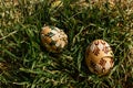 Colorful hand painted Easter eggs. Easter eggs in spring green grass.Happy Easter.Spring festive symbols.Holiday Still life photo.