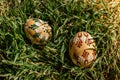 Colorful hand painted Easter eggs. Easter eggs in spring green grass.Happy Easter.Spring festive symbols.Holiday Still
