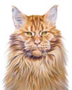 Colorful handdrawing portrait of a Maine Coon cat. Pet isolated on white background