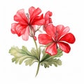 Colorful Handmade Geranium Clipart: Watercolor Illustration With Classical Motifs