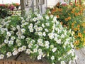 Colorful hanging baskets filled with Petunia flowers Royalty Free Stock Photo