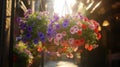 Colorful Hanging Flower Baskets In Golden Sunlight Royalty Free Stock Photo