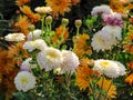Colorful hardy chrysanthemums in a green garden