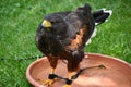 A Harris Hawk Bird Royalty Free Stock Photo