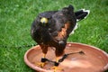 A Harris Hawk Bird Royalty Free Stock Photo
