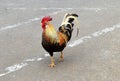 Colorful Hawaiian Rooster Royalty Free Stock Photo