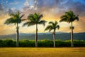 Colorful Hawaiian Sunset With Swaying Palm Trees. Royalty Free Stock Photo