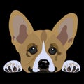 Colorful head of happy welsh corgi pembroke or cardigan on black background