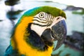 Colorful head of parrot